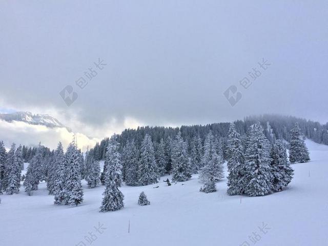 寒冬 冬季的心情 雪景 冬季森林 冬季魔术 FLUMS 雪