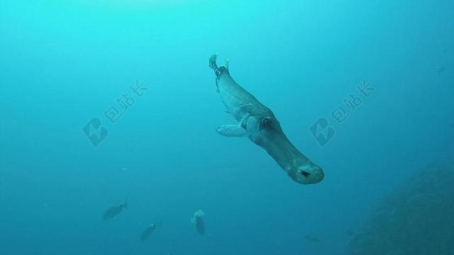 鱼 海洋 跳水 水下 野生动物 海 水肺 海底 鱼类 特写
