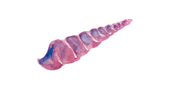 紫色海螺装饰