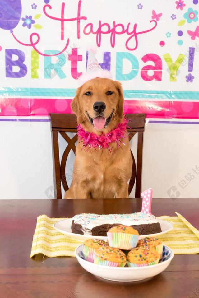 微笑的狗狗过生日背景图片