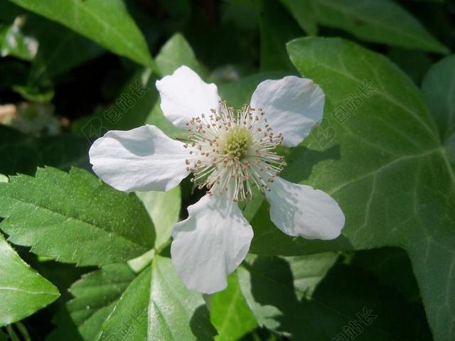 紫藤 白 铁线莲 花 葡萄藤 茉莉花 开花