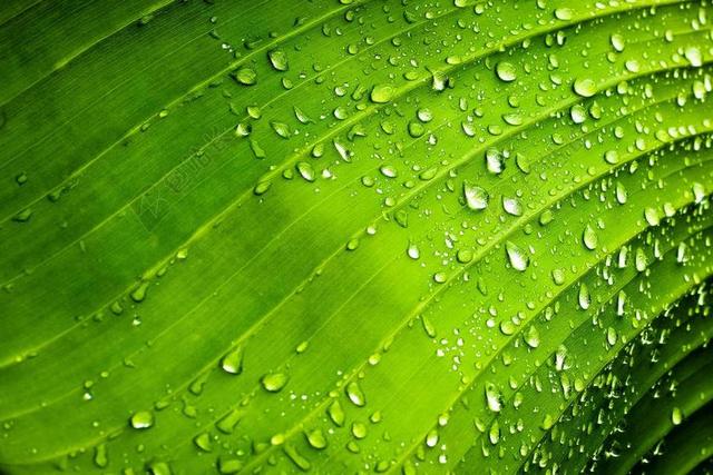 滴 肋骨 绿色 叶 性质 水 罗西奥 植物 绿色的树叶