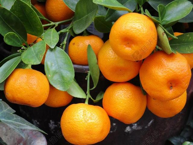 水果 普通话 橙色 新鲜 健康 食品 橘红色 颜色 热带