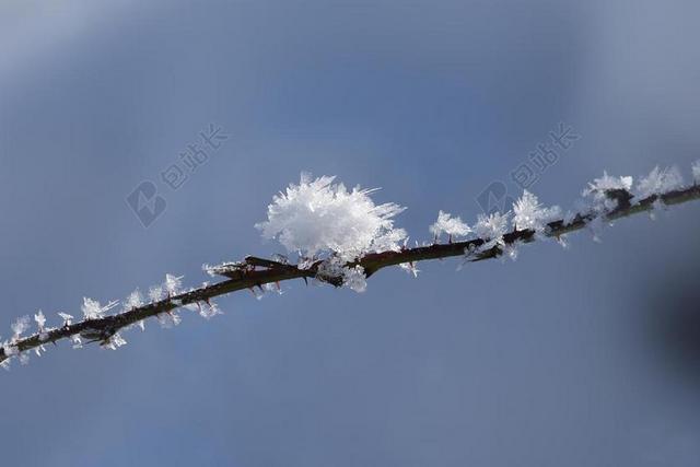 冬天 弗罗斯特 冷 性质 冬季魔术 科 冰花 冰 冻结 雪