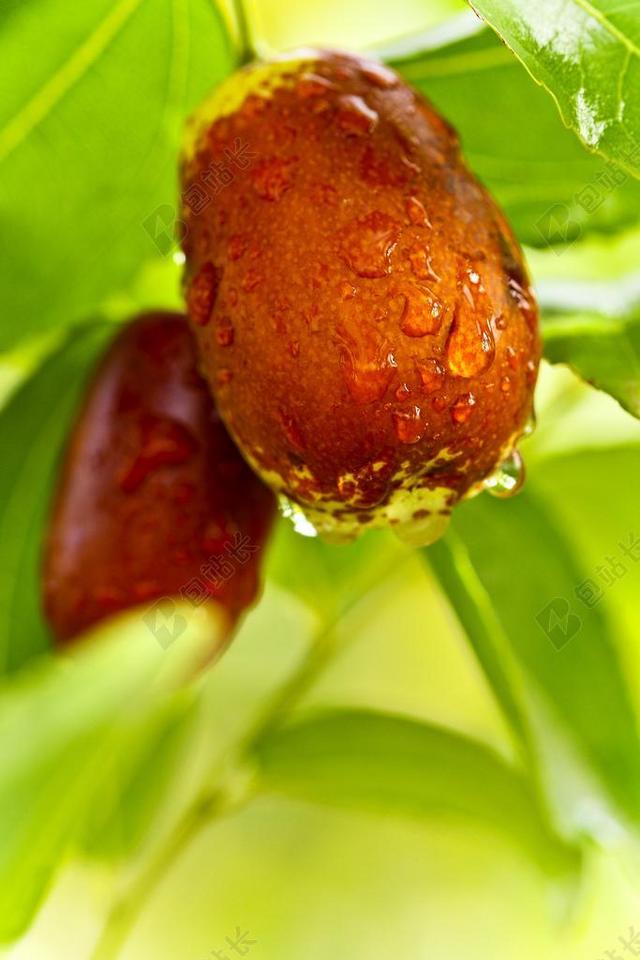 红枣 食品 日期 日期树 水果 健 雨滴 天性 宏