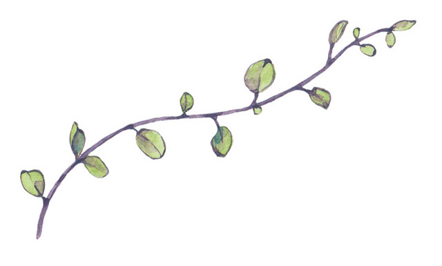 水彩水墨植物绿叶绘画装饰素材