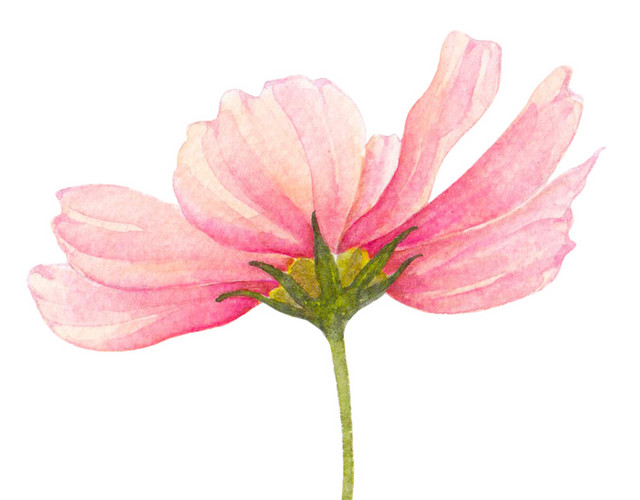 水彩水墨花朵花纹绘画装饰素材