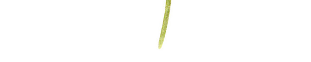 水彩水墨花朵花纹绘画装饰素材