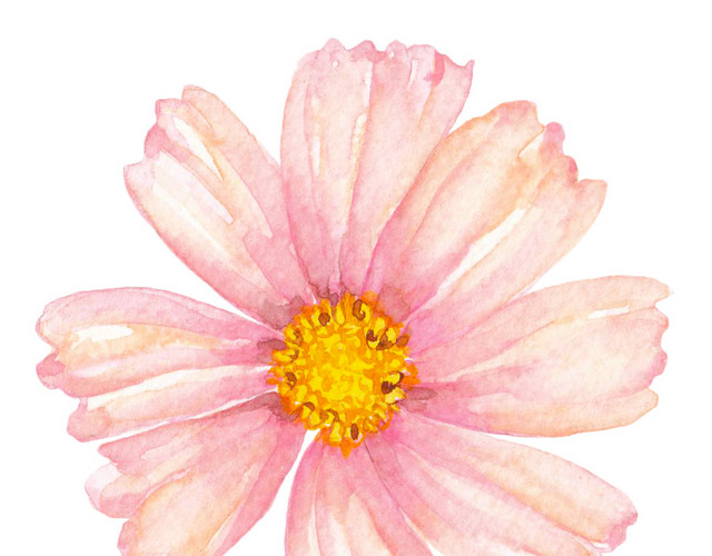水彩水墨花朵花纹绘画装饰素材