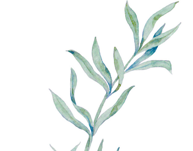 水彩水墨植物叶子绘画装饰素材