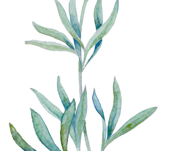 水彩水墨植物叶子绘画装饰素材