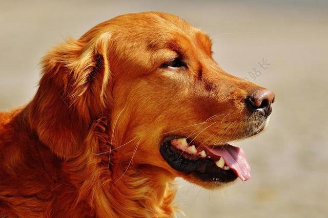 金毛猎犬 狗 毛皮 浅棕色 宠物 大狗