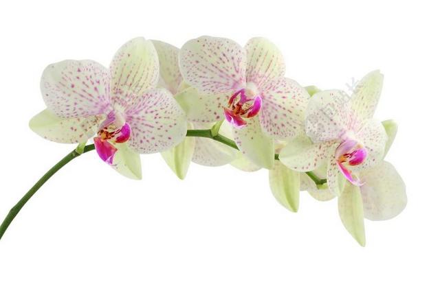 兰花 白色 鲜花