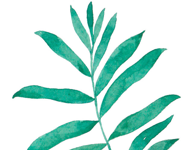 水彩水墨植物叶子绘画装饰素材
