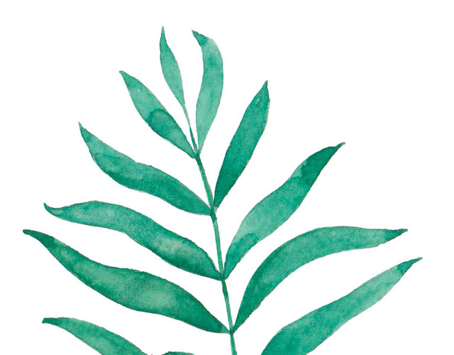 水彩水墨植物叶子绘画装饰素材