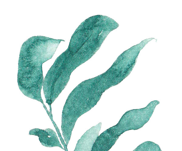 水彩水墨植物叶子绘画装饰素材