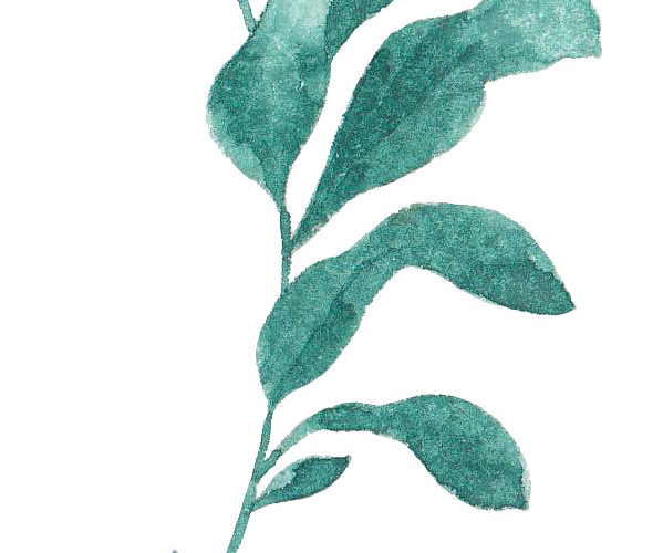 水彩水墨植物叶子绘画装饰素材