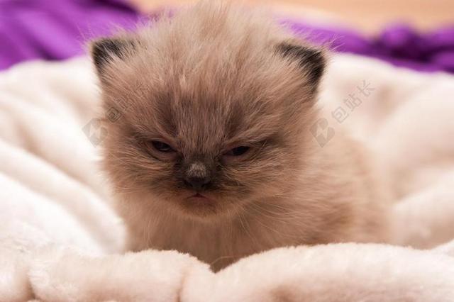 猫宝贝 波斯人 猫 婴儿