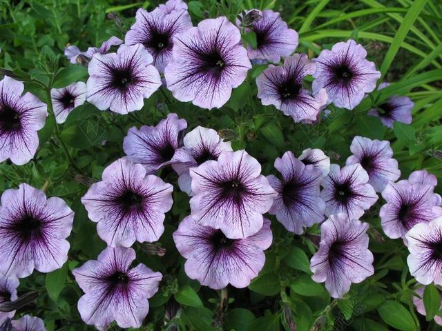 矮牵牛 花 紫色 自然 开花 植物 花的 夏天 花园 户外