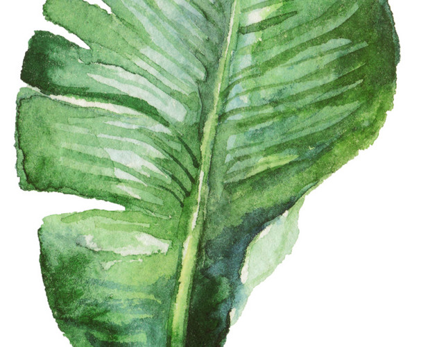简约水彩植物叶子PNG素材