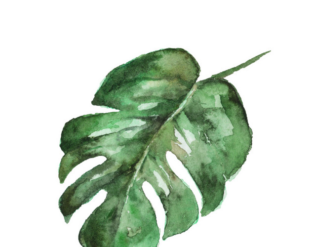简约水彩植物叶子PNG素材