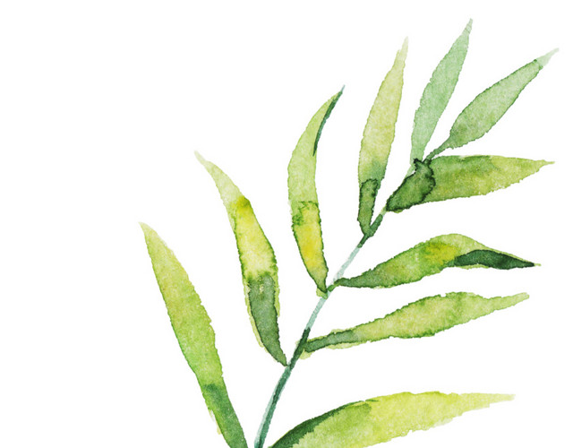 简约水彩植物叶子PNG素材