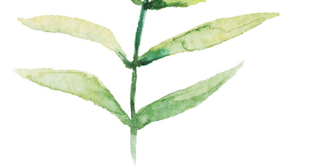 简约水彩植物叶子PNG素材