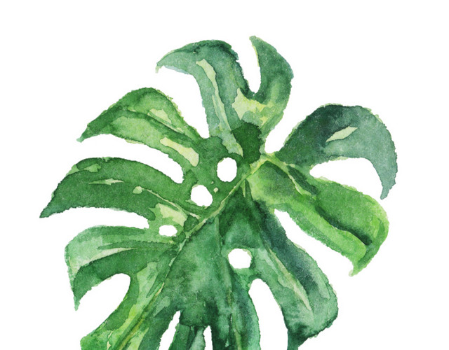 简约水彩植物叶子PNG素材