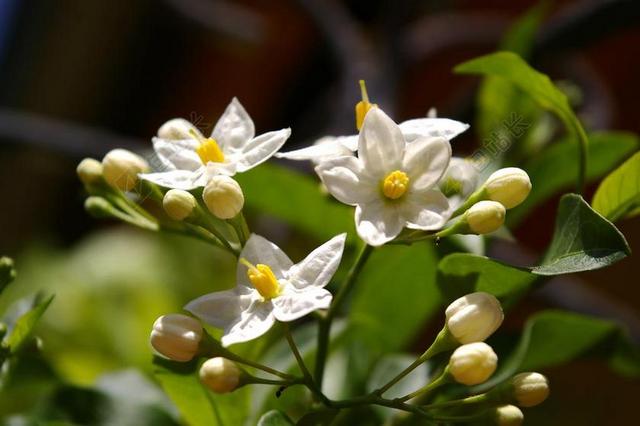 茉莉 香味 夏天的茉莉 鲜花 白 性质 光明 阳光 盛开
