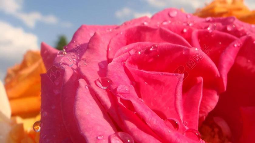 植物唯美红色玫瑰上的露水背景图片