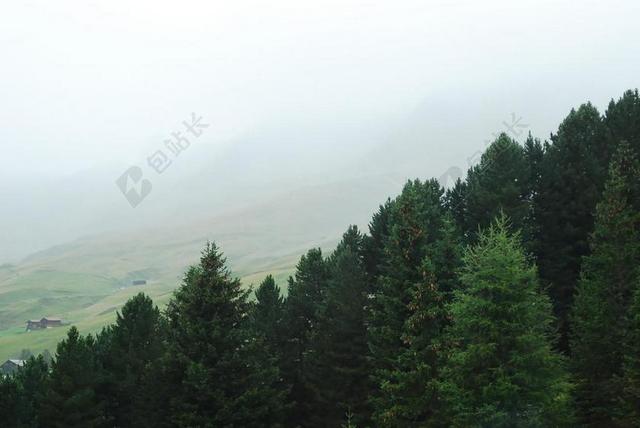 森林 自然 雾 景区 上午 风景 常绿 松树