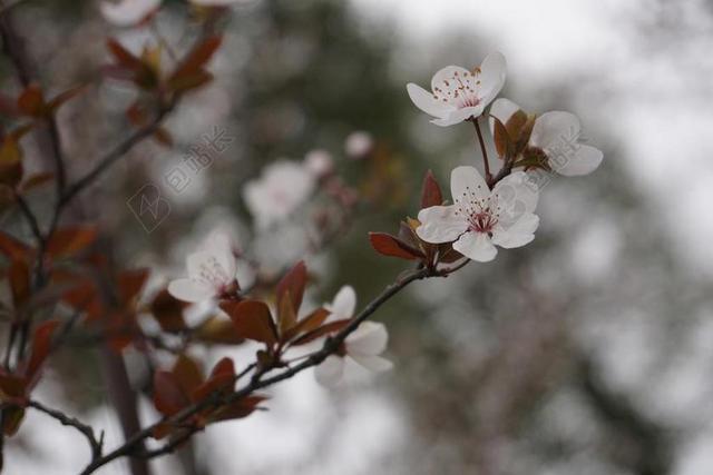 梅花 寒梅 初春