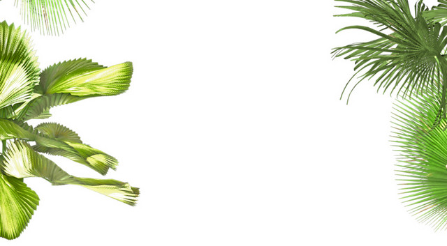 热带树叶免抠素材