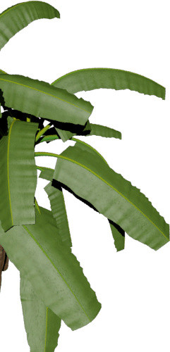 热带植物免抠素材