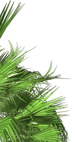 热带植物免抠素材