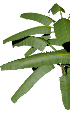 热带植物免抠素材