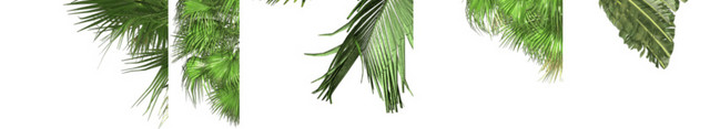 热带植物免抠素材