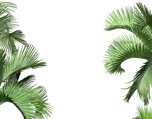 热带植物免抠素材
