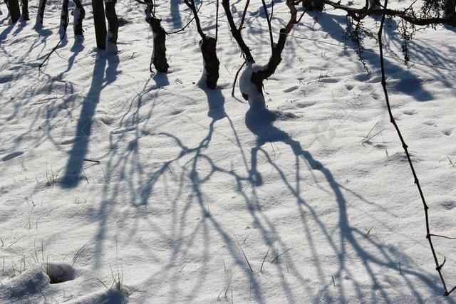 葡萄园 雪 影子 冬天 藤