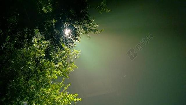 植物太阳的光和树叶背景图片