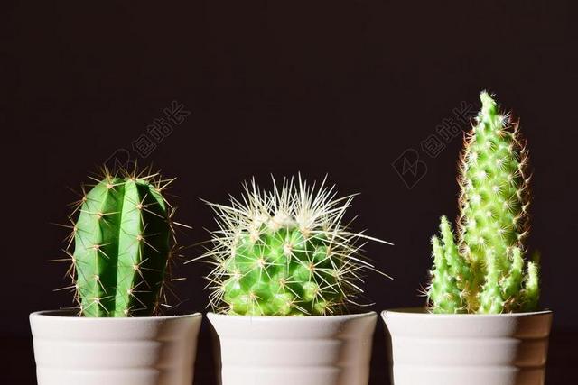 仙人掌 花盆 厂 蜇 刺 指出 室内植物 观赏植物 德卡