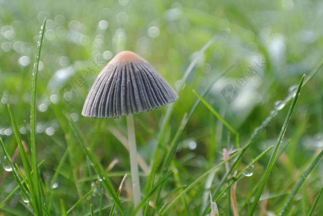 蘑菇 秋季 米色 草 性质 露珠 早上 露 绿草
