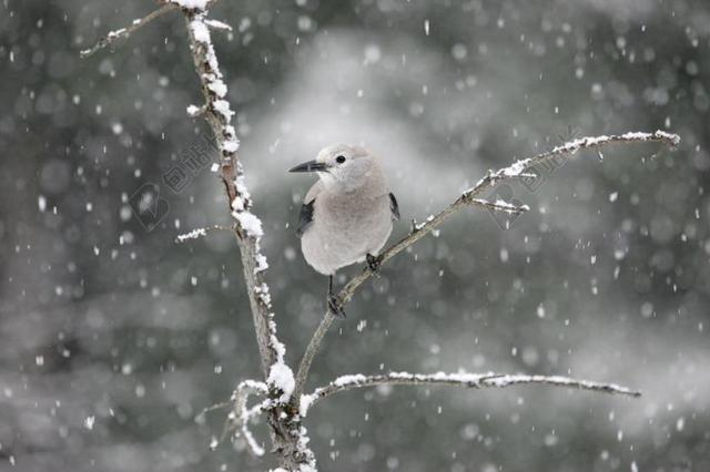 克拉克的胡桃夹子 鸟 坐 雪 冬天 野生动物 自然 哥伦比亚纳
