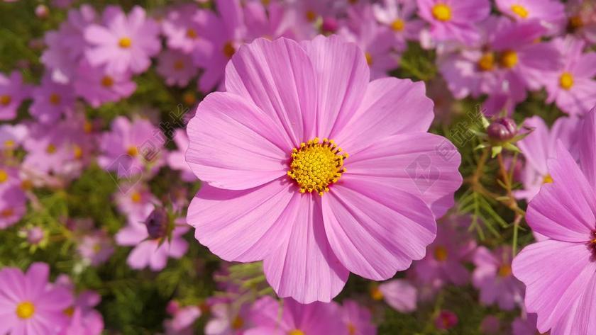 鄒菊花 風景 紅色 宇宙厂 粉红色的花瓣 植物群 性质 夏季
