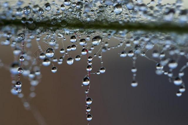 一滴水 露水 珍珠