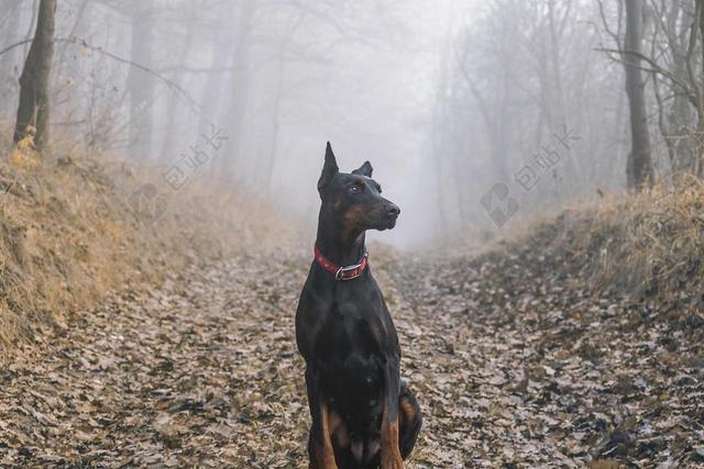杜宾 犬 狗 宠物 字段 草地 秋季 绿色 舌 性质