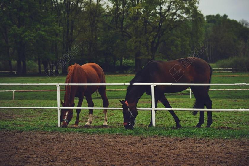 旅游自然马匹牧场吃草背景图片