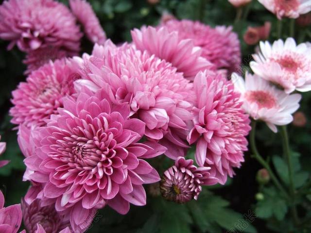 菊花 花 菊花展