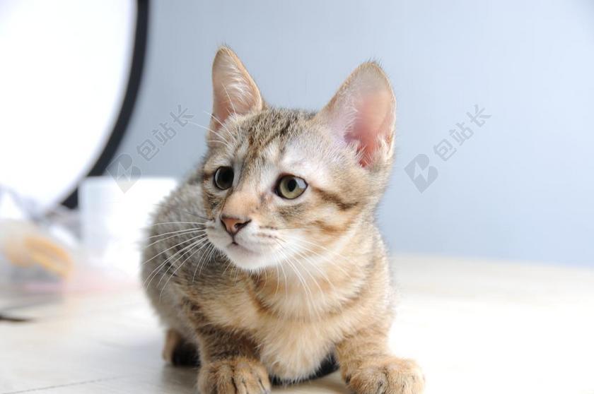 動物 貓 小貓 憂鬱的