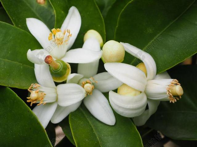 橙花 橙 开花 白 橘子 小 水果 未成熟的 经济增长